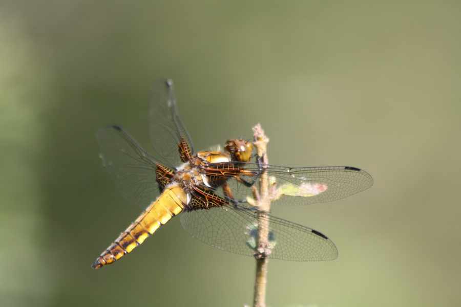 Libellula depressa maschio?- della Grecia